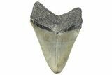 Serrated, Fossil Megalodon Tooth - North Carolina #297274-1